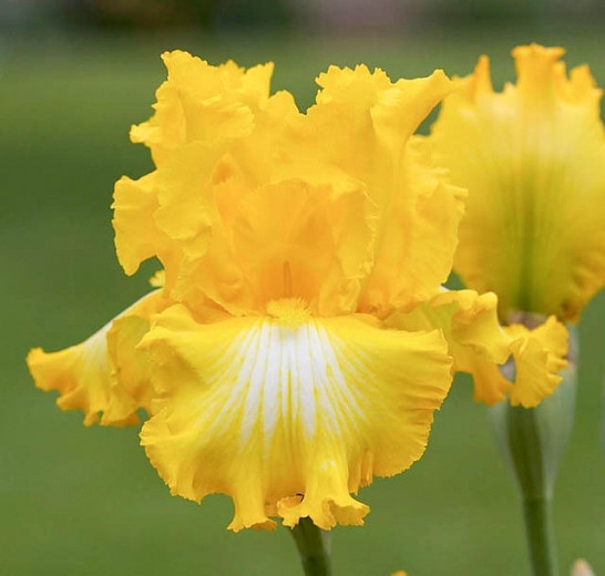 Iris 'That's All Folks', Tall Bearded Iris 'That's All Folks', Iris Germanica 'That's All Folks', Mid Season Irises, Yellow irises, Award Irises, Bicolor Irises, Dykes Medal